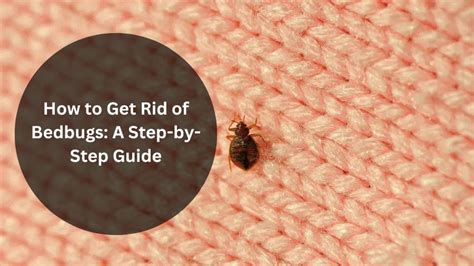 bed bug removal thunderbolt|How to Get Rid of Bed Bugs: An Easy, Step.